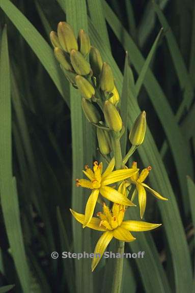 narthecium californicum 5 graphic